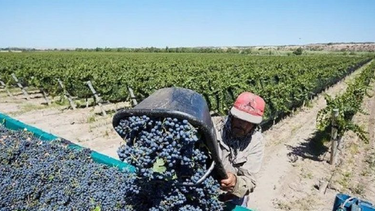 cosecha 2023, un sendero estrecho y peligroso