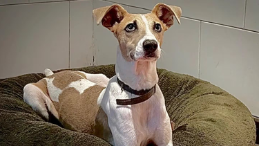 Indignación en Gran Hermano: ¿Furia cometió maltrato animal?&nbsp;