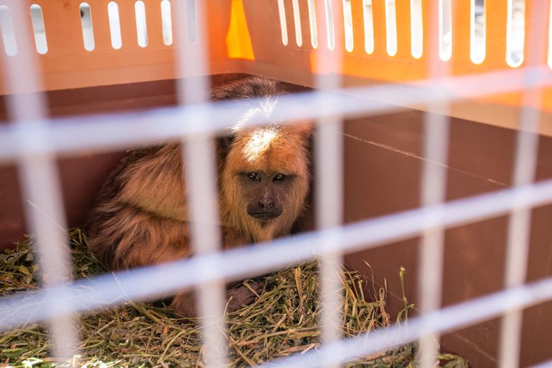 Los monos vivían en el Ecoparque, ahora tendrán la posibilidad de tener una nueva oportunidad.
