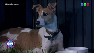 Gran Hermano: ¿De dónde fue rescatado Arturo, el perro de la casa?