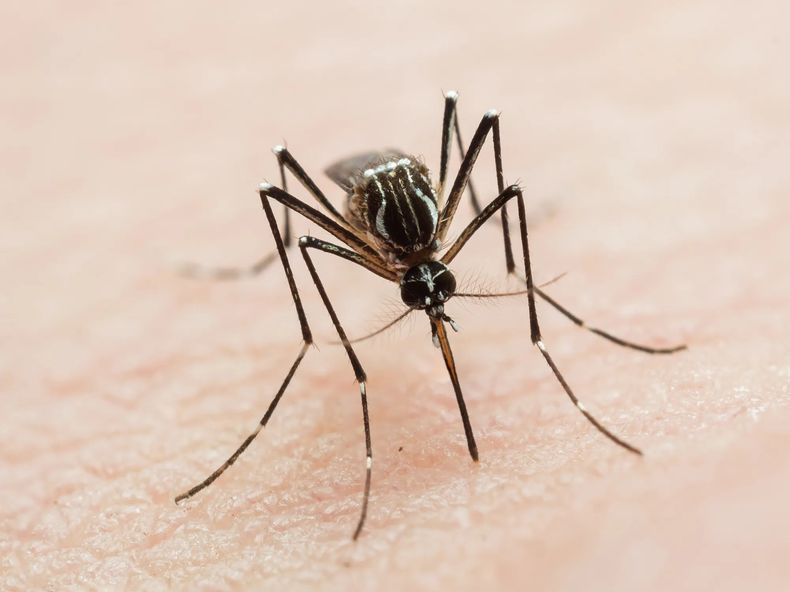 Cornejo destacó que Mendoza lidera la capacitación sobre dengue en el país.