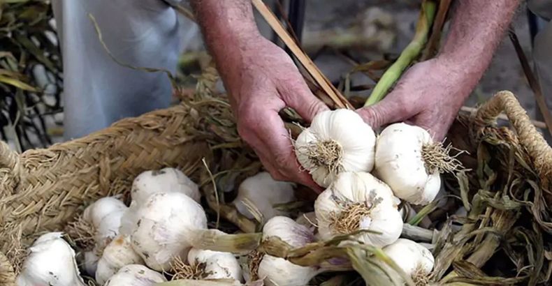 Hay preocupación de los productores de ajo