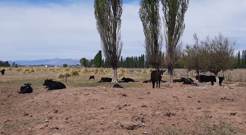 La realidad de la ganadería mendocina.
