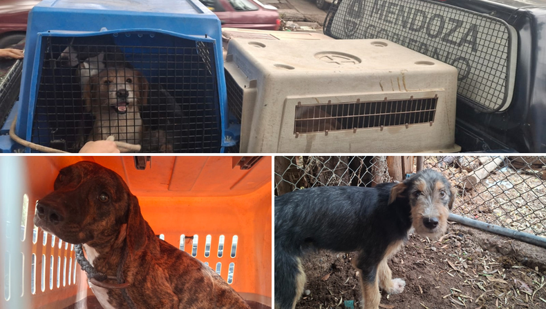 La Justicia provincial dictó una condena de cumplimiento efectivo por maltrato animal y reconoció a seis perros como 