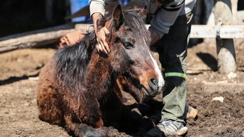 Advierten Que La Encefalomielitis Equina Es Asintomática En Humanos: A ...