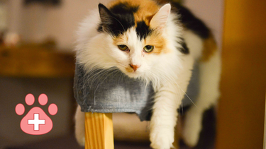 Sitio Andino | gato acostado, mascota.png