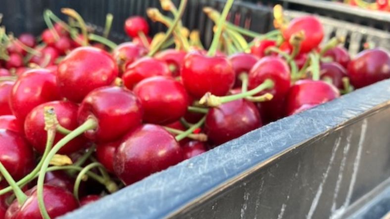Excelente producción de la cereza en el 2024.