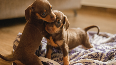 Mascota: las razones por las que los perros salchichas están de moda Mascota: las razones por las que los perros salchichas están de moda