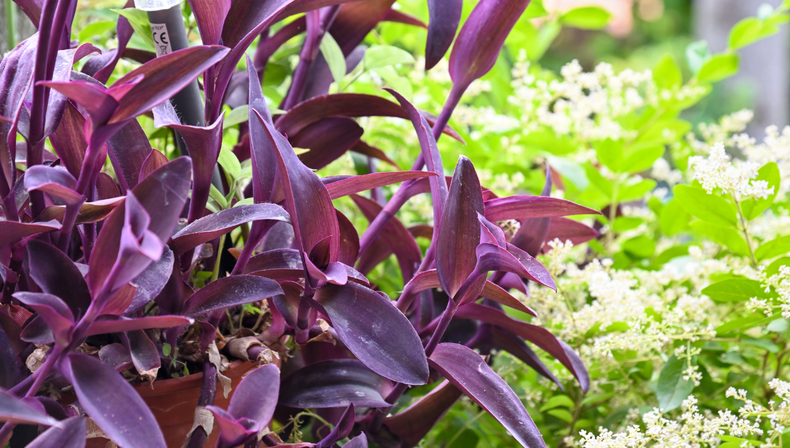 Jardinería: la llamativa planta violeta que crece rápido y resiste el frío con muy pocos cuidados
