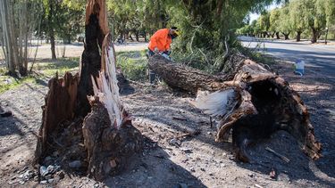 Caída de árboles en Mendoza: la compleja tarea de anticiparse al riesgo público