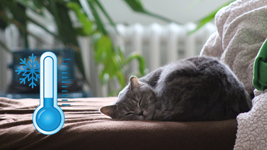 Sitio Andino | gato durmiendo en invierno, mascota.png