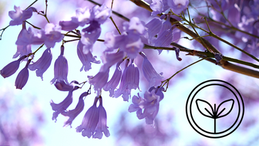 Sitio Andino | jacarandá, jardinería.png
