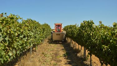 Sitio Andino | vitivinicultura cosecha vino