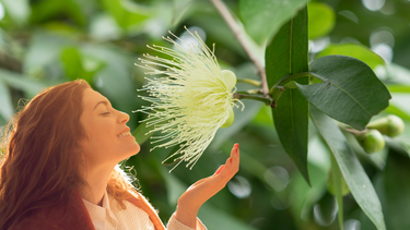 Sitio Andino | Syzygium, flor, perfume, jardinería.png