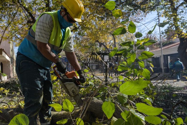 Temporada de poda en Mendoza: quiénes están autorizados y qué multas rigen.