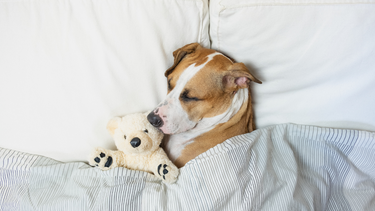 Sitio Andino | perro durmiendo con osito de peluche, mascota
