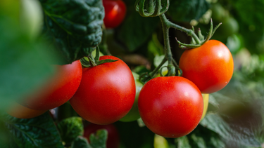 Aumentó el tomate en Mendoza: cuánto cuesta hoy el kilo y qué dice el sector Aumentó el tomate en Mendoza: cuánto cuesta hoy el kilo y qué dice el sector