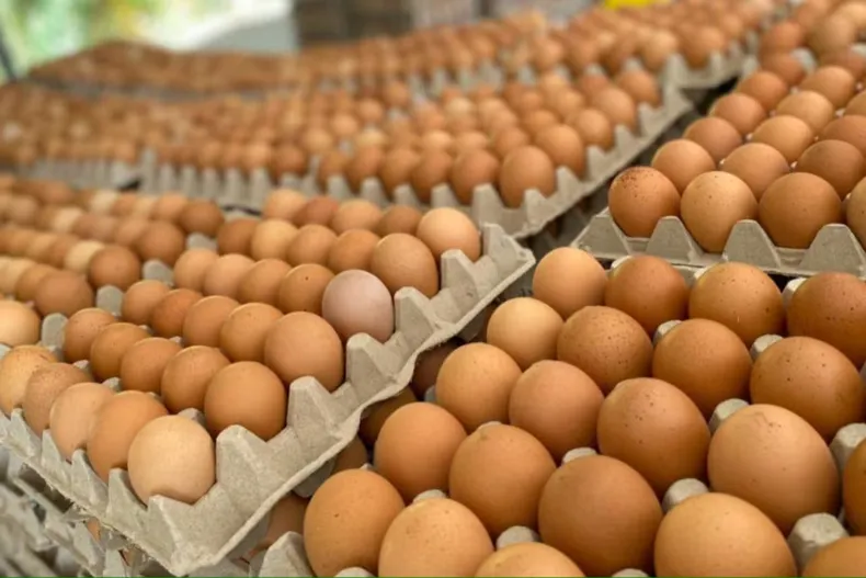 La crianza de las gallinas influye en la calidad del huevo. La crianza de las gallinas influye en la calidad del huevo.