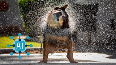 Sitio Andino | razas de perro sucias, mascotas (2).png