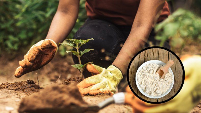Cómo usar cal en plantas para protegerlas y fortalecer su crecimiento