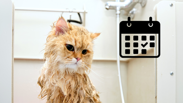 Mascota: ni una vez al mes ni mes por medio, ésta es la frecuencia con la que hay que bañar a los gatos, según los expertos