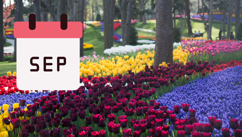 Ni pimientos ni petunias: las 3 plantas que conviene sembrar en septiembre en Mendoza