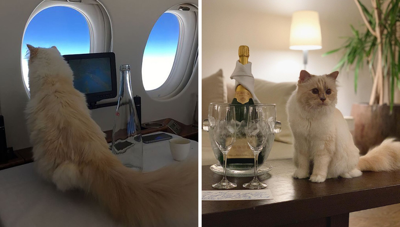 Una gata millonaria: su dueño era un famoso diseñador y le heredó toda su fortuna