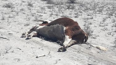 La sequía que se vive en la provincia de Mendoza y otras, produjo un grave daño y mortandad de animales. 