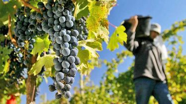 La crisis del vino golpea a los productores mendocinos. La crisis del vino golpea a los productores mendocinos.