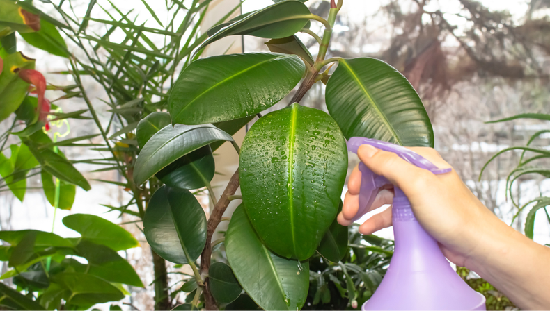 Jardiner&iacute;a: si ten&eacute;s vinagre en tu casa, ten&eacute;s un tesoro para tus plantas de interiores