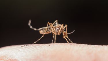 El Ministerio de Salud de la Nación pidió instensificar los cuidados ante la circulación viral del dengue en el país.