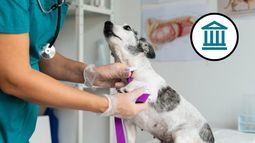 Banco Nación ofrece 10% de descuentos y 3 cuotas sin interés en veterinarias de Mendoza