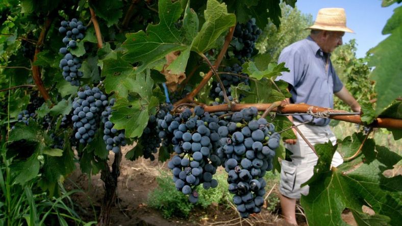 La cadena vitivinícola recupera ventas y crece en el mercado externo