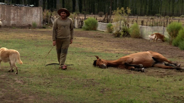 Encefalomielitis equinas en San Rafael: Duele ver a mi animal así