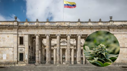 Colombia rechazó la legalización del cannabis: duros enfrentamientos