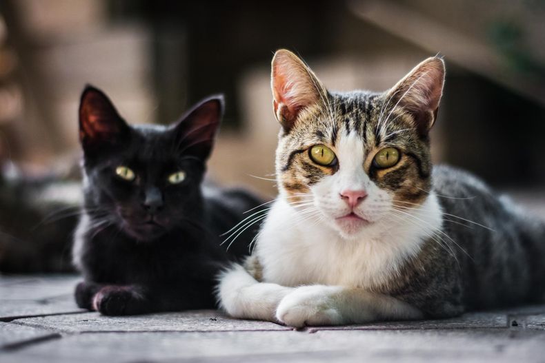 El ronroneo de los gatos.