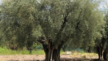 Mendoza, la primera en ponerle su nombre al aceite de oliva extravirgen con una IG propia