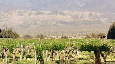 Catamarca subsidiará la producción de uvas