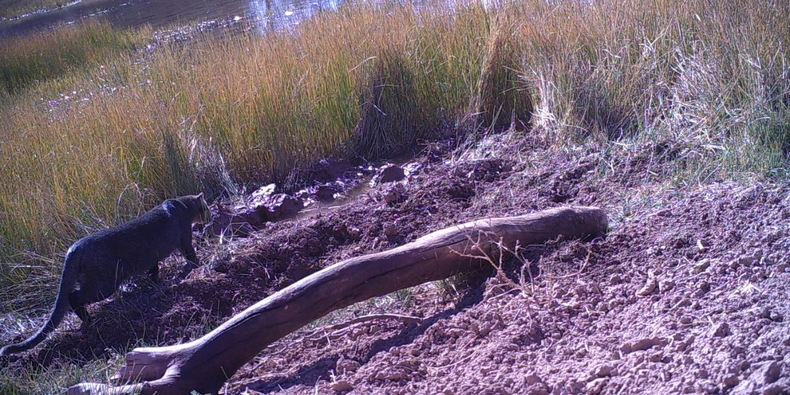 Avistaje de felinos en el Valle de Uco.