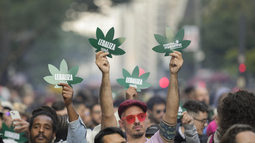 Brasil: la Corte Suprema avanzó en la despenalización del consumo de marihuana