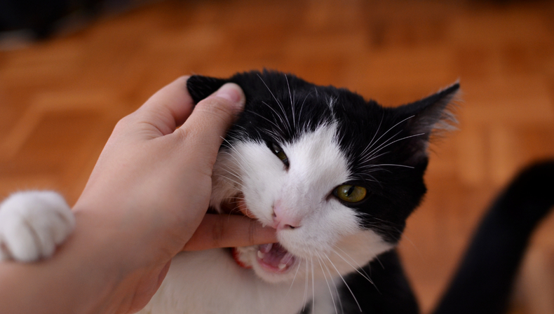  Mascota: la razón por la que deberías preocuparte si tu gato muerde