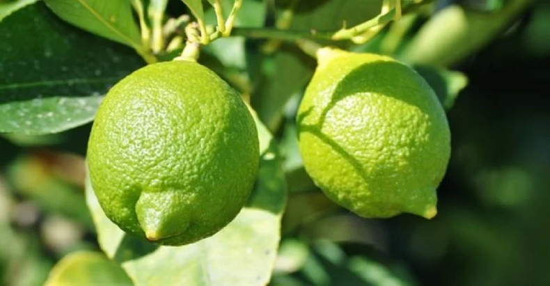 Los trucos infalibles para podar tu limonero y lograr una cosecha abundante y saludable