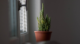 Cactus en casa: qué significan estas plantas y por qué deberías tener uno