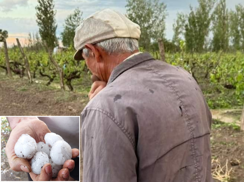 Tristeza en los productores damnificados por la tormenta de granizo en San Rafael.