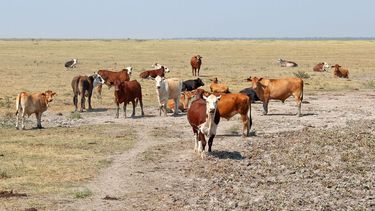 Los productores ganaderos de Mendoza le pidieron a Massa financiamiento y una ley de carnes en origen para bajar los precios