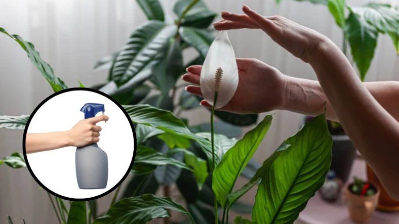 Jardinería: descubrí cómo hacer un fertilizante casero perfecto para la Cuna de Moisés