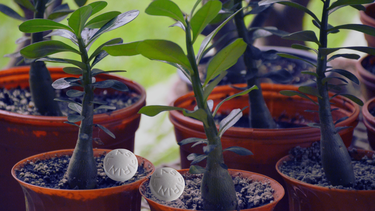Sitio Andino | arpirina en el árbol de jade, jardinería