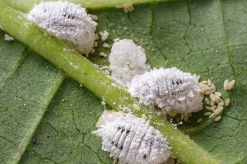 Escamas, algodón, insectos o telarañas