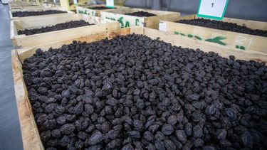 Mendoza es lider en producción de ciruelas desecadas Mendoza es lider en producción de ciruelas desecadas