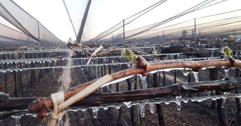 Los daños por las heladas tardías hizo que el Gobierno extienda el pago de los Repro también a trabajadores independientes